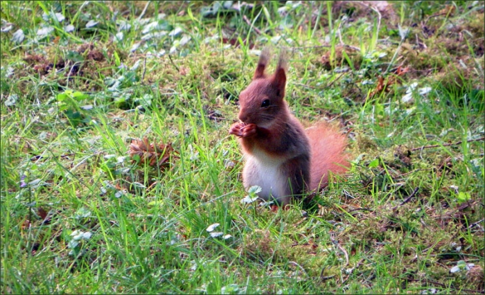 Junges Eichhörnchen