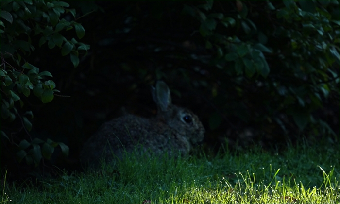 Wildkaninchen am Waldrand