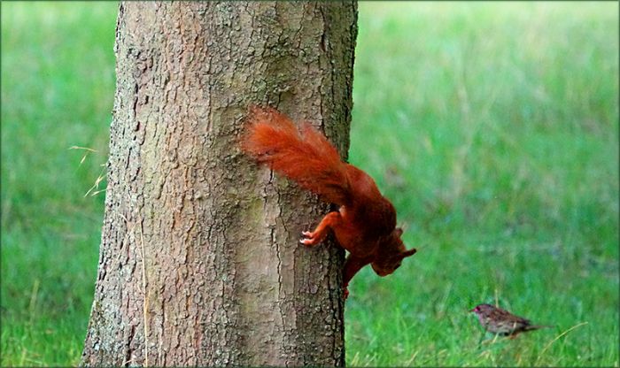 Das Eichhörnchen beobachtet einen Vogel