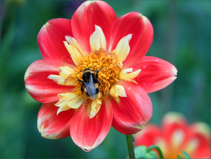 Hummel