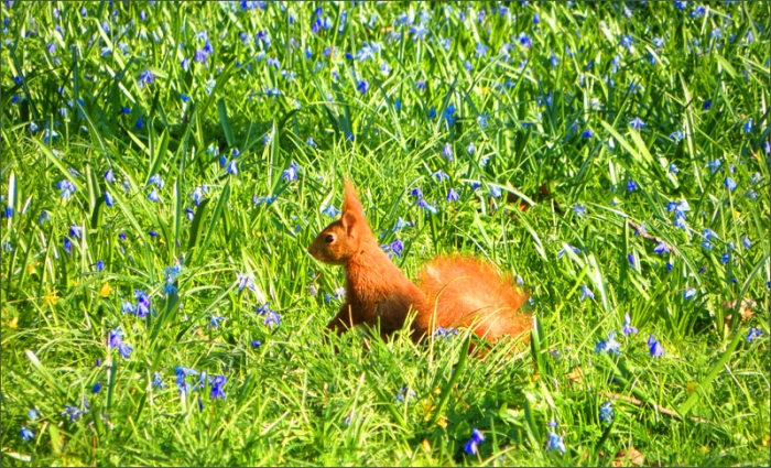 Eichhörnchen zwischen Blausternen