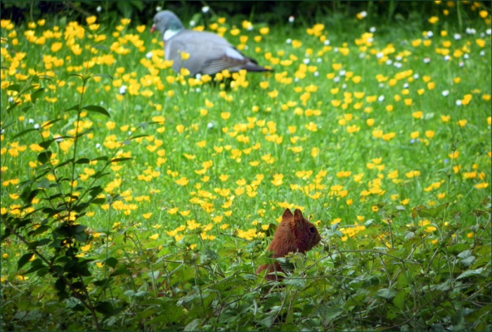 Eichhörnchen und Taube