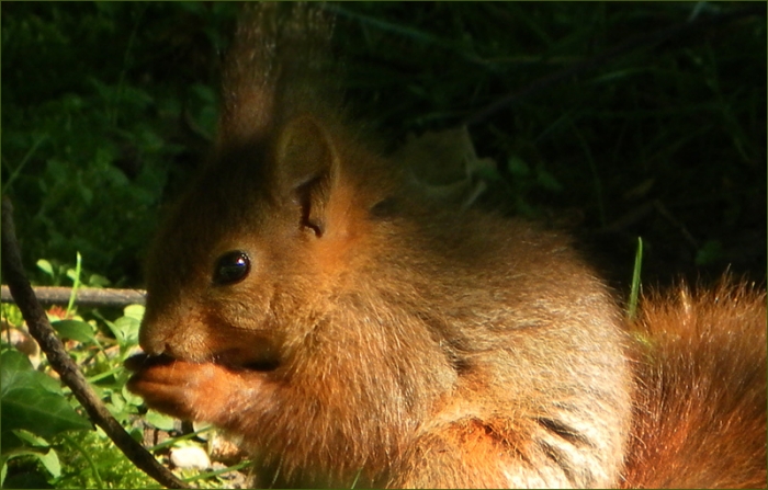 Junges Eichhörnchen