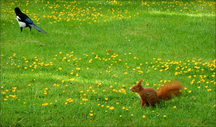 Eichhörnchen und Elster auf der Maiwiese