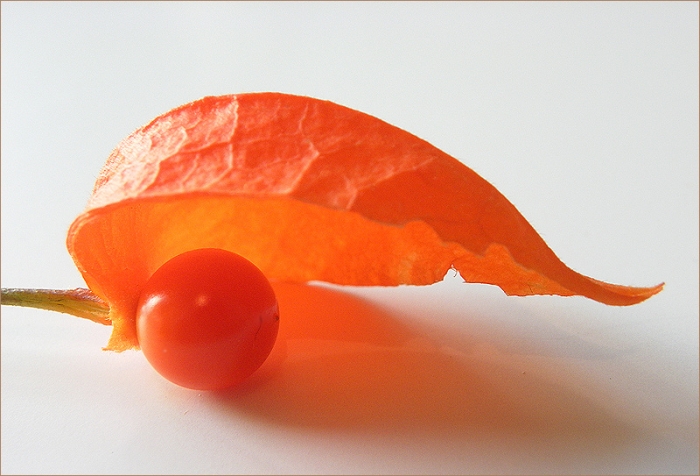 Frucht der Lampionblume