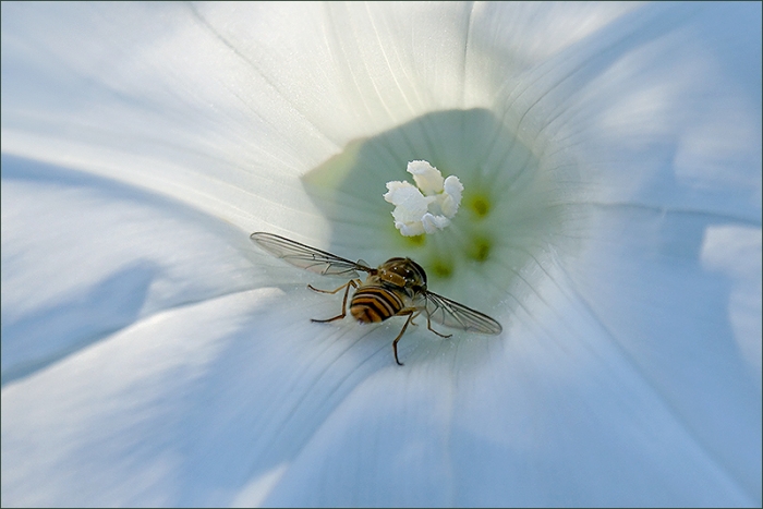 Schwebfliege in einer Blüte