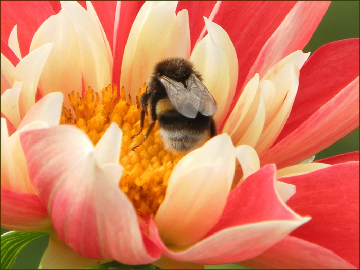 Hummel in einer Dahlie