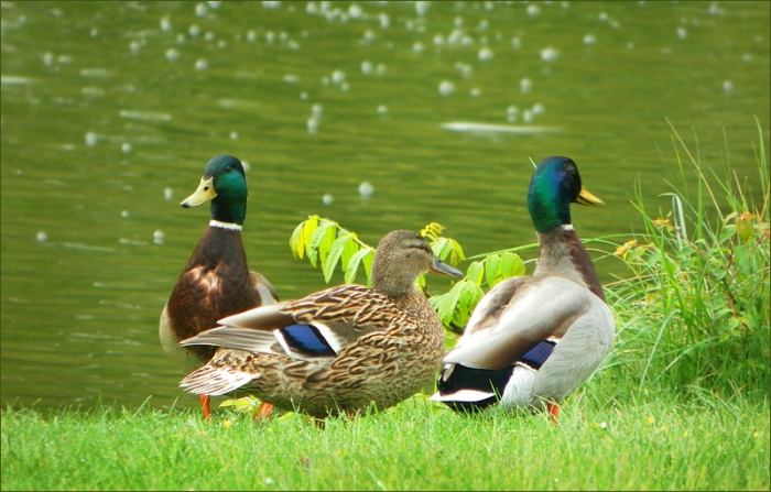 Enten am Seeufer