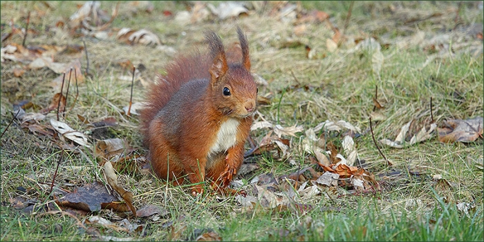 Eichhörnchen