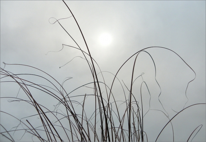 Gräser im Dezemberlicht