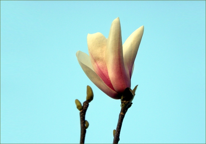 Magnolienblüte