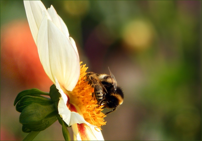 Biene und Hummel auf einer Dahlie