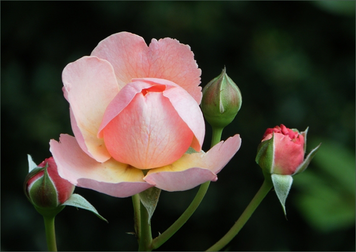 Rose mit drei Knospen