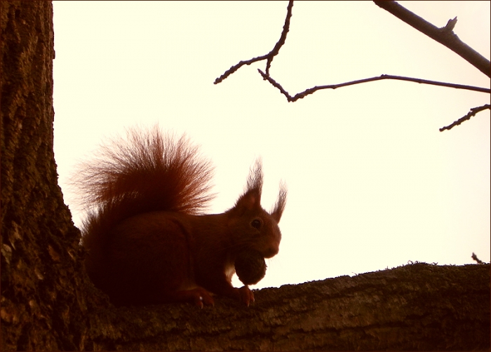Eichhörnchen