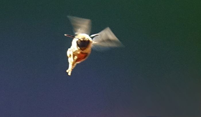 Biene im Anflug