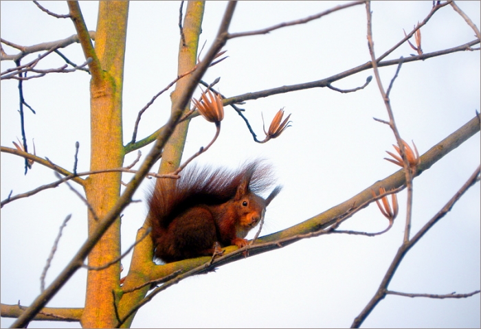 Äste in der Morgensonne