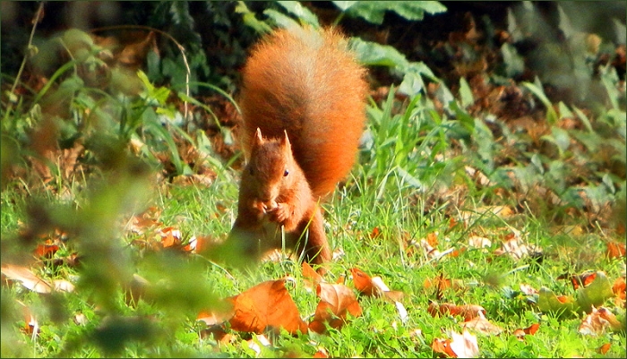 Eichhörnchen