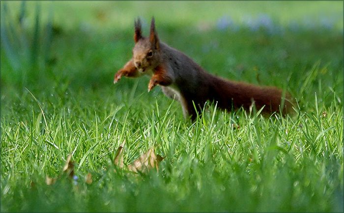 Eichhörnchen im Sprung