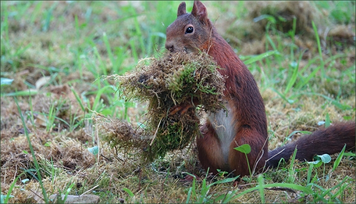Eichhörnchen sammelt Nestmaterial