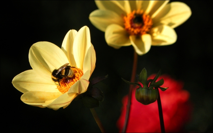 Dahlien
