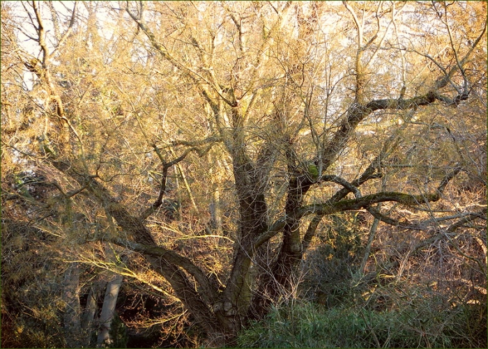 Alter romantischer Baum