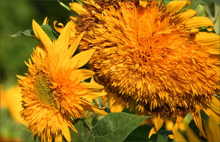 Sonnenblumen