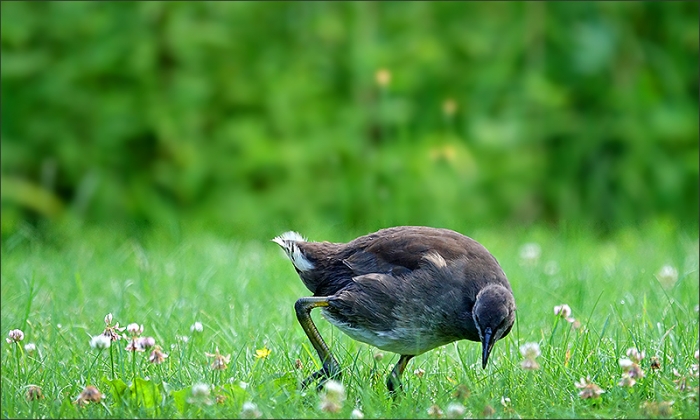 Teichhuhnküken - fast ausgewachsen