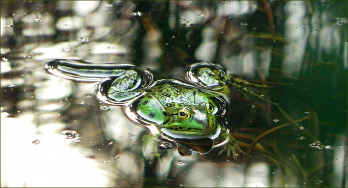 Wasserfrosch
