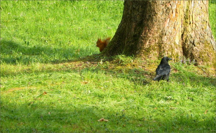 Eichhörnchen und Rabe