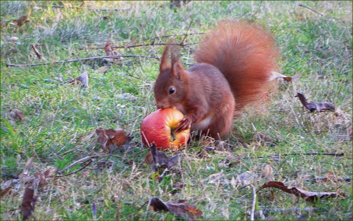 Eichhörnchen mit Apfel