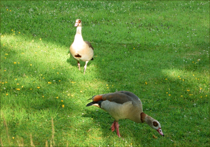 Zwei Nilgänse