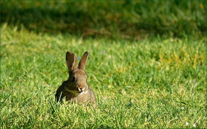 Junges Wildkaninchen