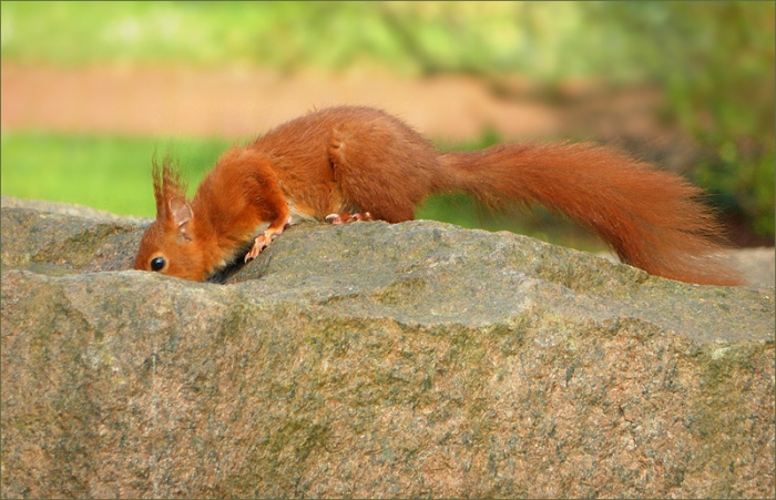 Eichhörnchen trinkt Regenwasser