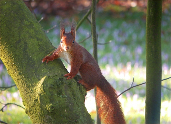 Eichhörnchen am Baumstamm