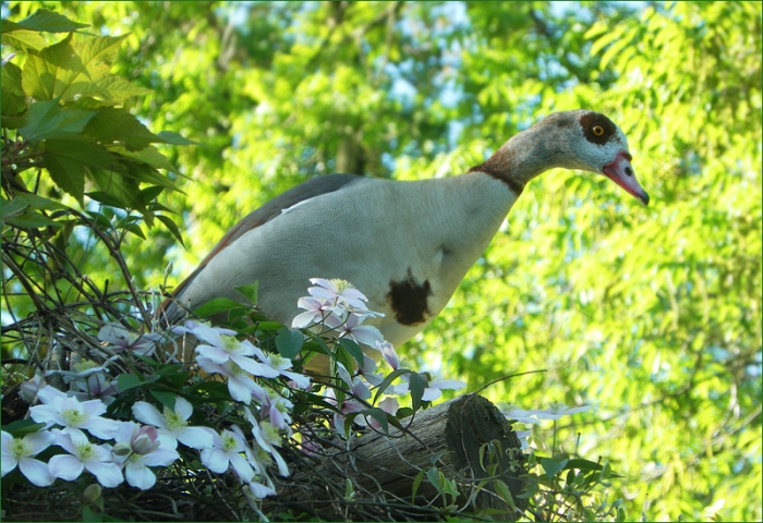 Nilgans im Mai