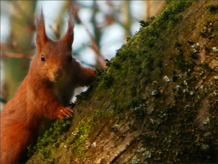 Eichhörnchen