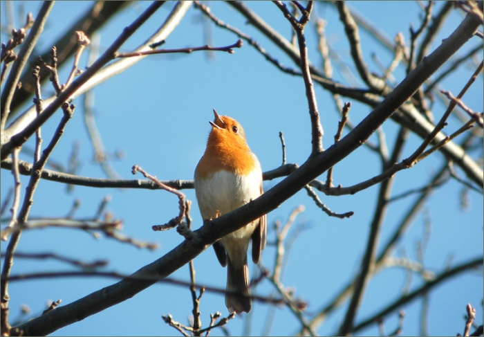 Frühlingslied eines Rotkehlchens