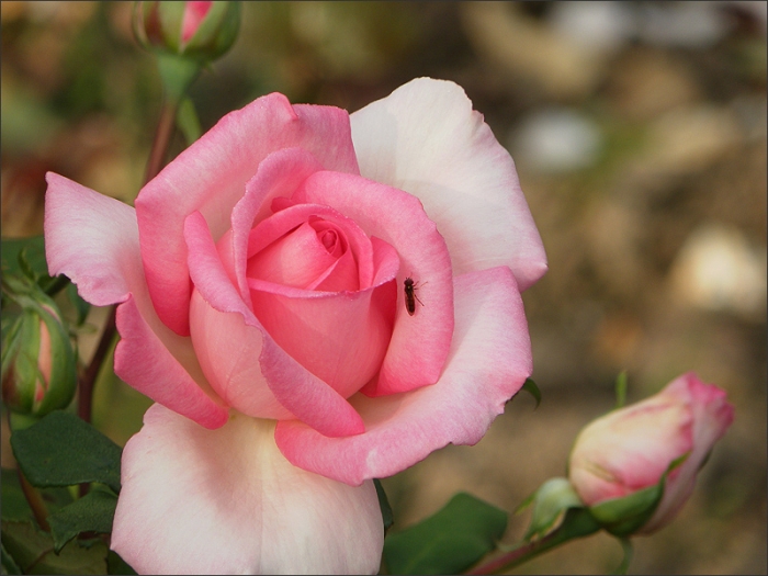 Rose