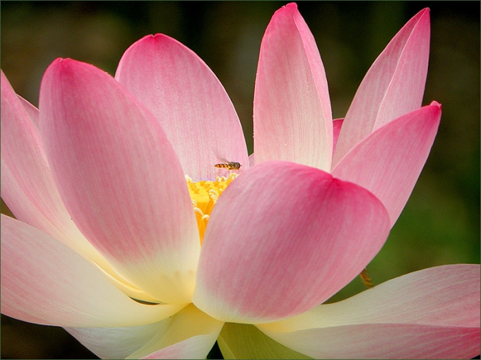 Lotusblüte und Schwebfliege