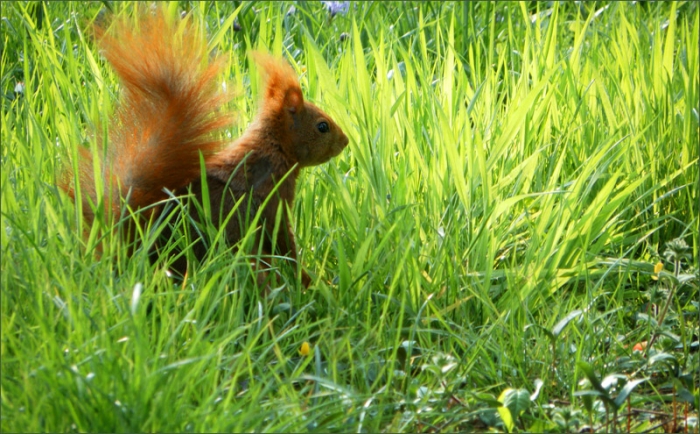 Eichhörnchen im Aprilgras