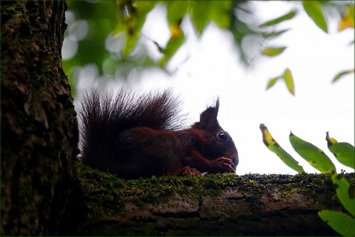 Eichhörnchen