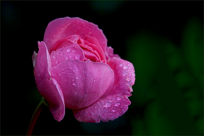 Rose mit Regentropfen