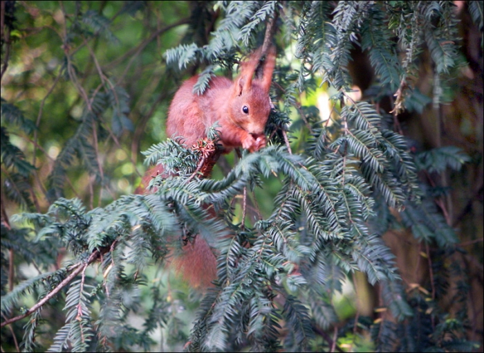 Eichhörnchen