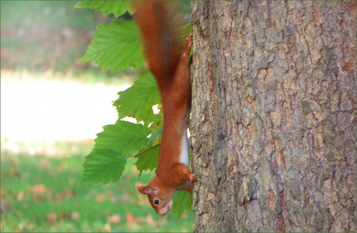 Eichhörnchen am Baumstamm