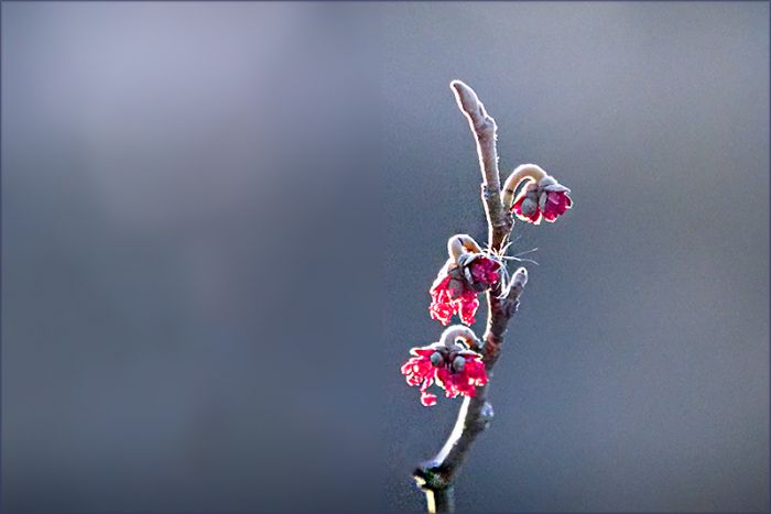 Zaubernusszweig mit Raureif