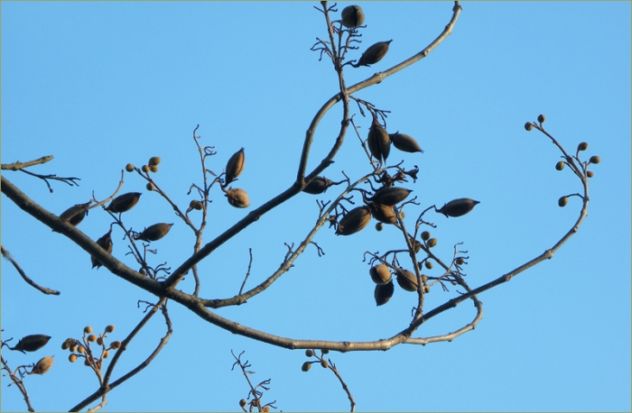 Zweige des Blauglockenbaums