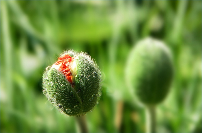 Mohnknospe mit Tautropfen
