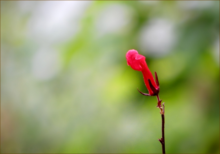 Kleine Blüte