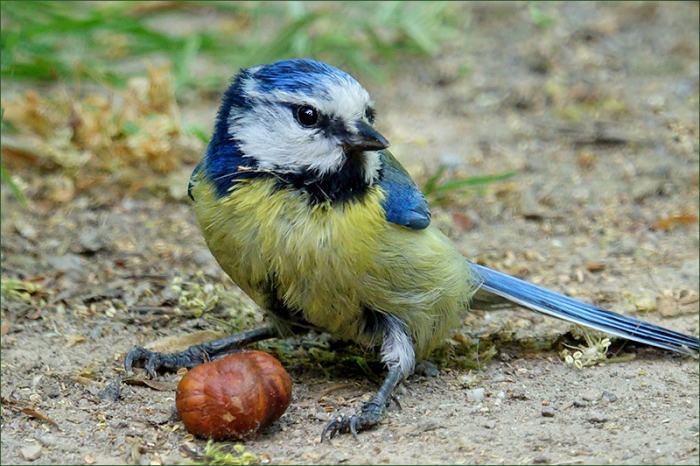 Blaumeise und eine Haselnuss