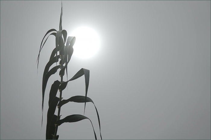 Morgennebel im Oktober